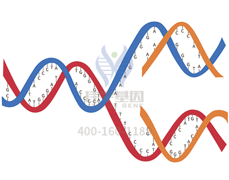 【佳學基因檢測】垂體腺瘤分泌生長激素2型基因解碼、<a href=http://floridacomunitycollege.com/tk/jiema/cexujishu/2021/31933.html>基因檢測</a>報告看得懂嗎？