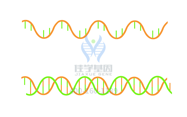 【佳學(xué)基因檢測(cè)】尿激肽釋放酶活性降低基因解碼、<a href=http://floridacomunitycollege.com/tk/jiema/cexujishu/2021/31933.html>基因檢測(cè)</a>報(bào)告看得懂嗎？