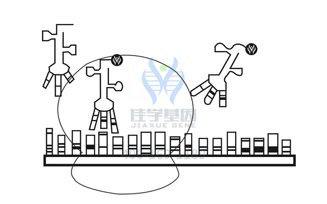 【佳學(xué)基因檢測(cè)】視網(wǎng)膜色素變性79型基因解碼、<a href=http://floridacomunitycollege.com/tk/jiema/cexujishu/2021/31933.html>基因檢測(cè)</a>報(bào)告時(shí)間是一樣的嗎？