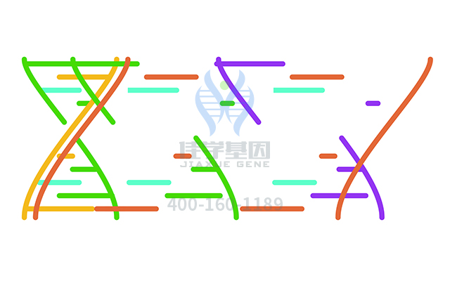 【佳學(xué)基因檢測(cè)】肢端額鼻骨發(fā)育障礙基因解碼、<a href=http://floridacomunitycollege.com/tk/jiema/cexujishu/2021/31933.html>基因檢測(cè)</a>有什么用？