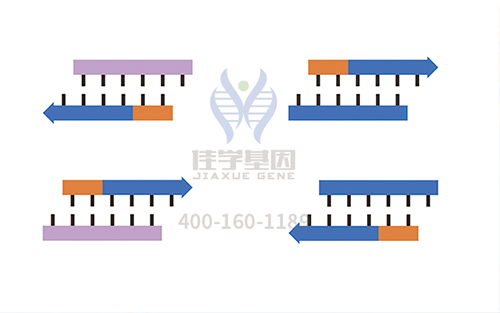 【佳學(xué)基因檢測(cè)】怎么做致死性短肢矮身材基因解碼、<a href=http://floridacomunitycollege.com/tk/jiema/cexujishu/2021/31933.html>基因檢測(cè)</a>?