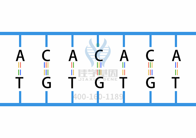 【佳學基因檢測】胰腺發(fā)育不全和先天性心臟病基因解碼、<a href=http://floridacomunitycollege.com/tk/jiema/cexujishu/2021/31933.html>基因檢測</a>報告看得懂嗎？