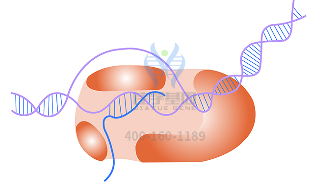 【佳學基因檢測】甲狀腺發(fā)育異常1基因解碼、<a href=http://floridacomunitycollege.com/tk/jiema/cexujishu/2021/31933.html>基因檢測</a>報告時間是一樣的嗎？