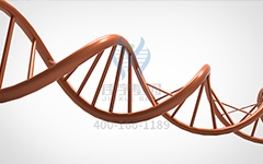 【佳學(xué)基因檢測(cè)】怎么做常染色體隱性廣泛性甲狀腺激素抵抗基因解碼、<a href=http://floridacomunitycollege.com/tk/jiema/cexujishu/2021/31933.html>基因檢測(cè)</a>?