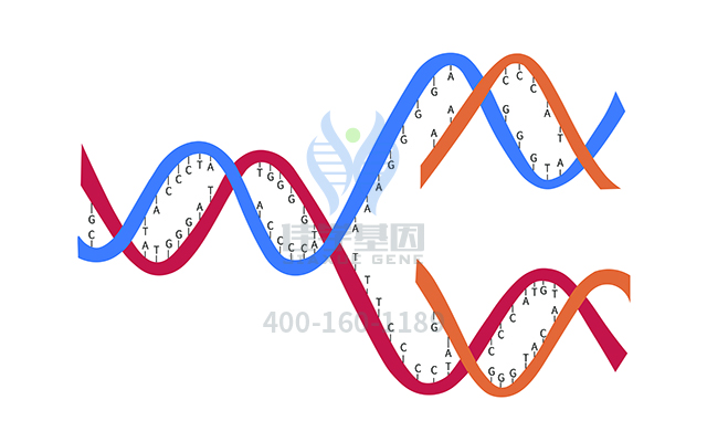 【佳學(xué)基因檢測(cè)】先天性非進(jìn)行性肌病與莫比烏斯和羅賓序列基因解碼、<a href=http://floridacomunitycollege.com/tk/jiema/cexujishu/2021/31933.html>基因檢測(cè)</a>報(bào)告看得懂嗎？