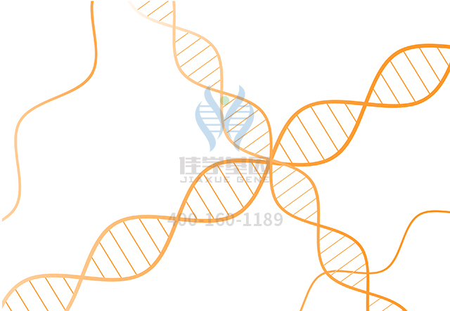 【佳學(xué)基因檢測】常染色體隱性羊毛狀發(fā)1有或無稀毛癥基因解碼、<a href=http://floridacomunitycollege.com/tk/jiema/cexujishu/2021/31933.html>基因檢測</a>怎么預(yù)約解讀？